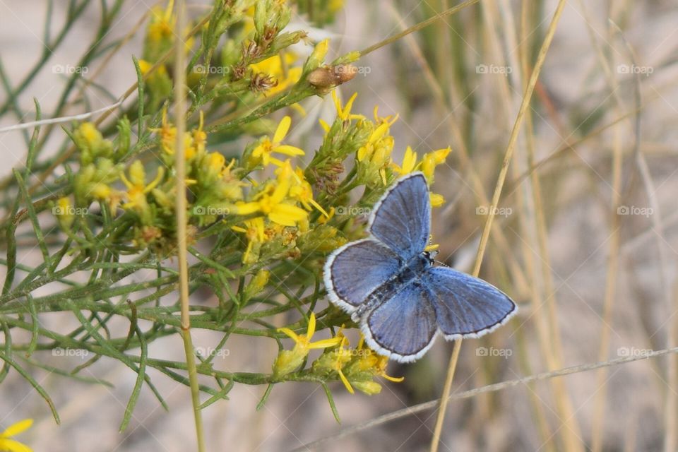 Badlands Butterfly 