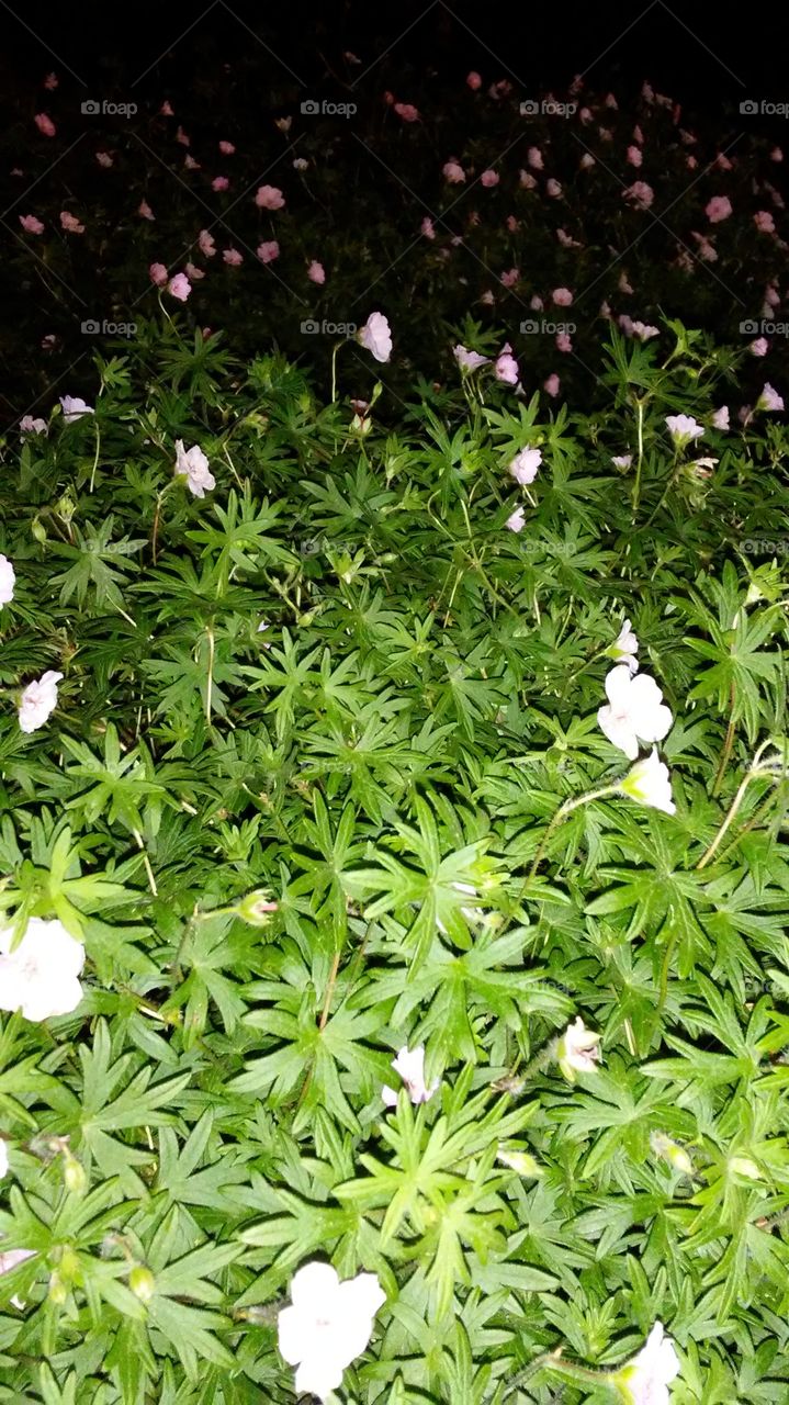 summer night freshness