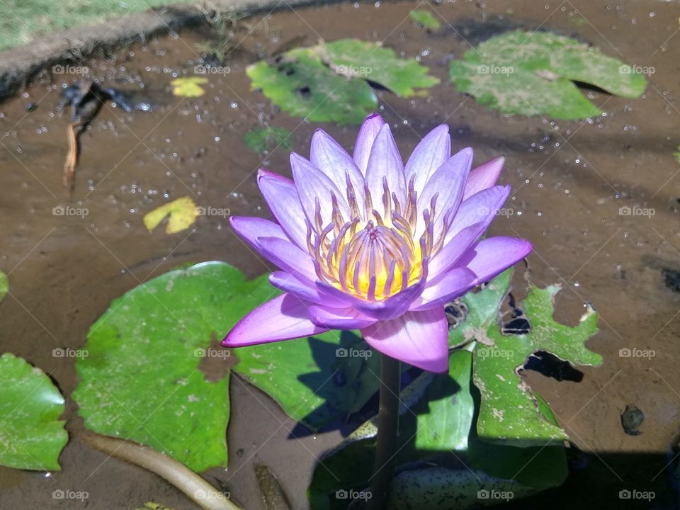 pure lotus