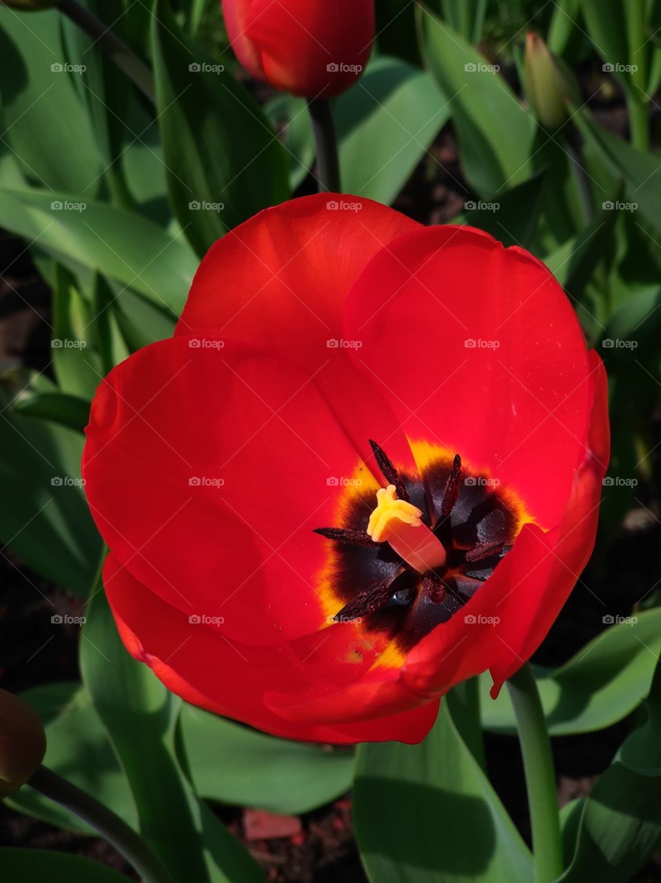 red Tulip