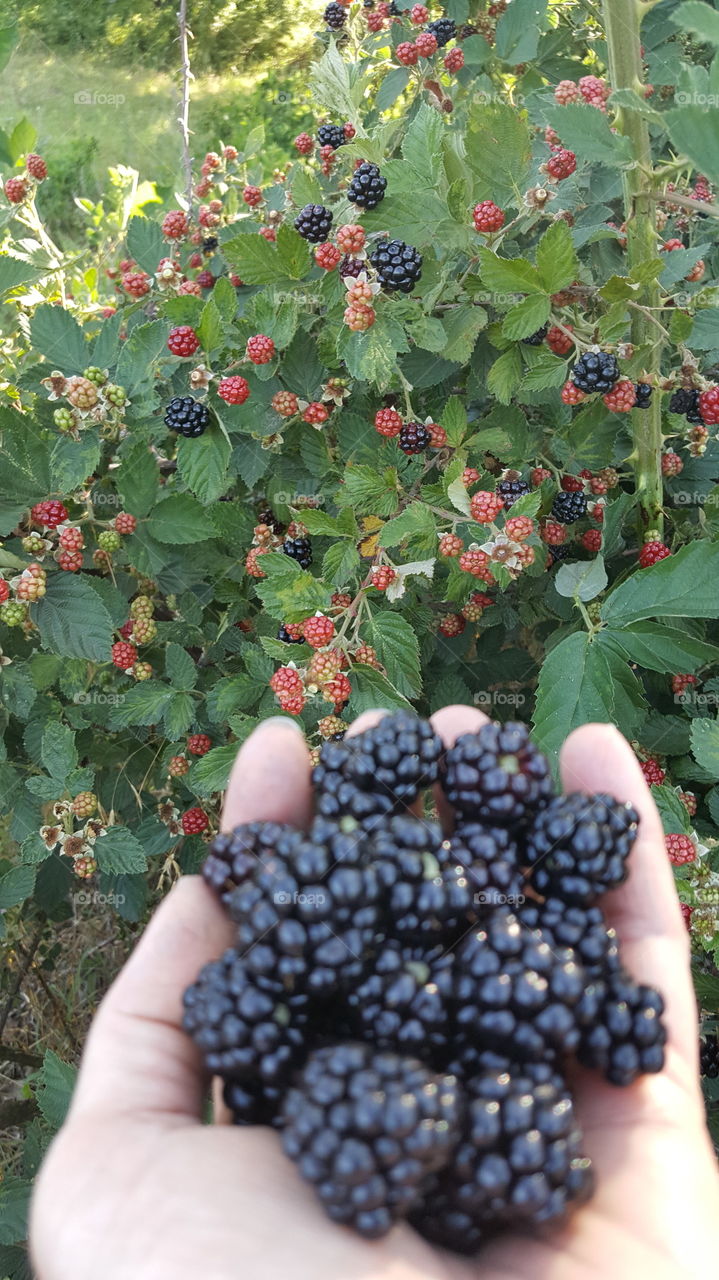 Blackberries, Blackberry Jelly, Blackberry Cobbler,  Blackberry Jam,  Blackberry Heaven!