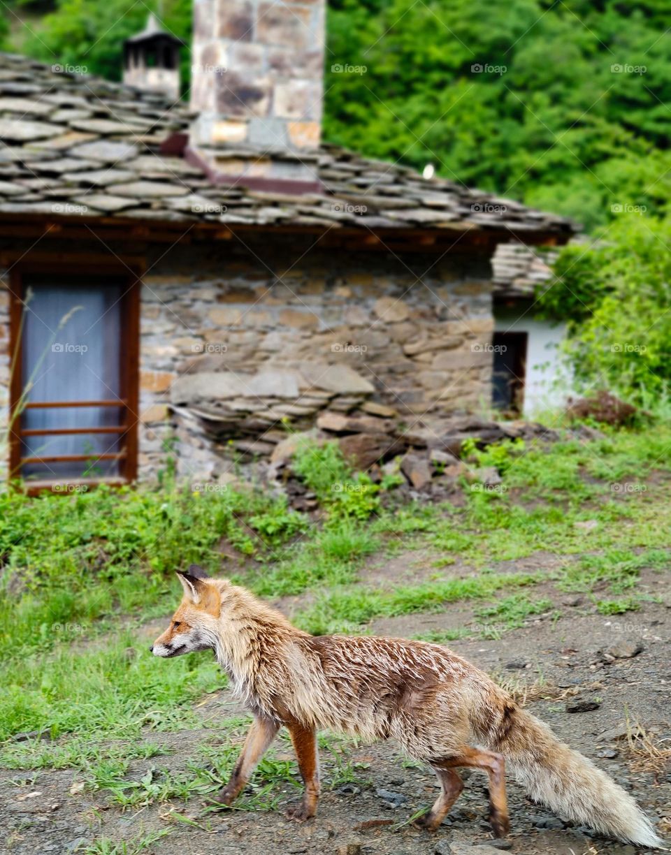 One lost fox on the street