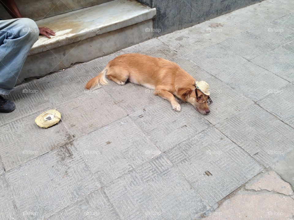 A dog taking time to relax in Havana, Cuba 