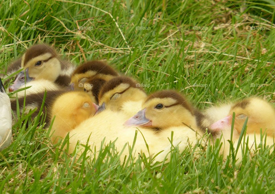 Baby ducklings on the grass