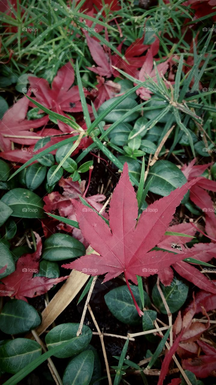 red fall leaves