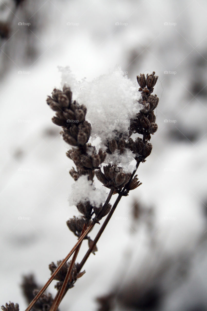 Lavender in winter . Snow topped lavender braving the elements 