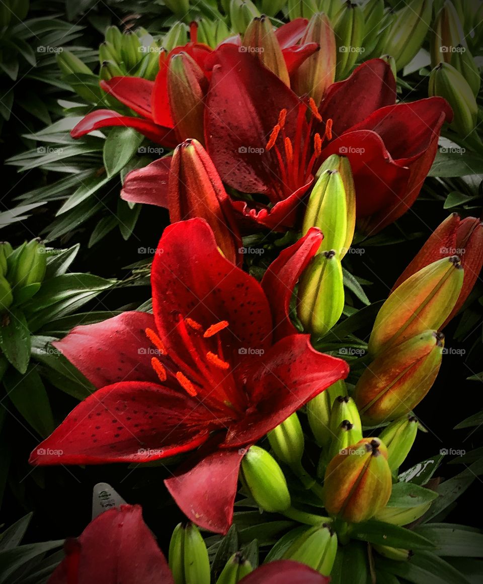 Red lilies