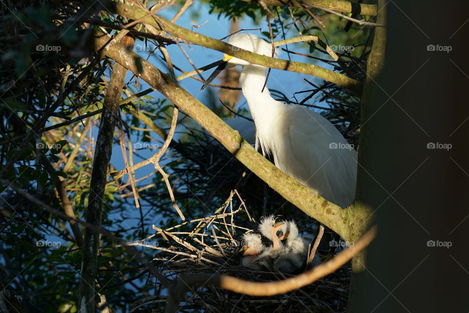 Mommy Egret with babies