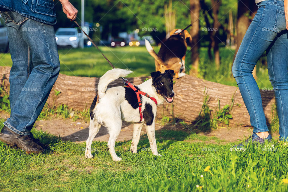 Dogs on a walk in the park