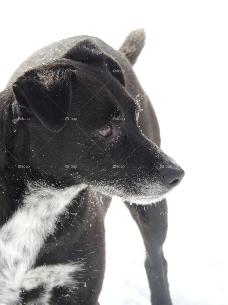 Black and white dog looking to the side in the snow