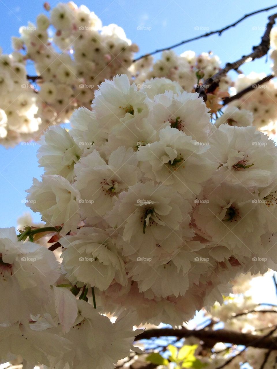 Cheery cherry blossoms