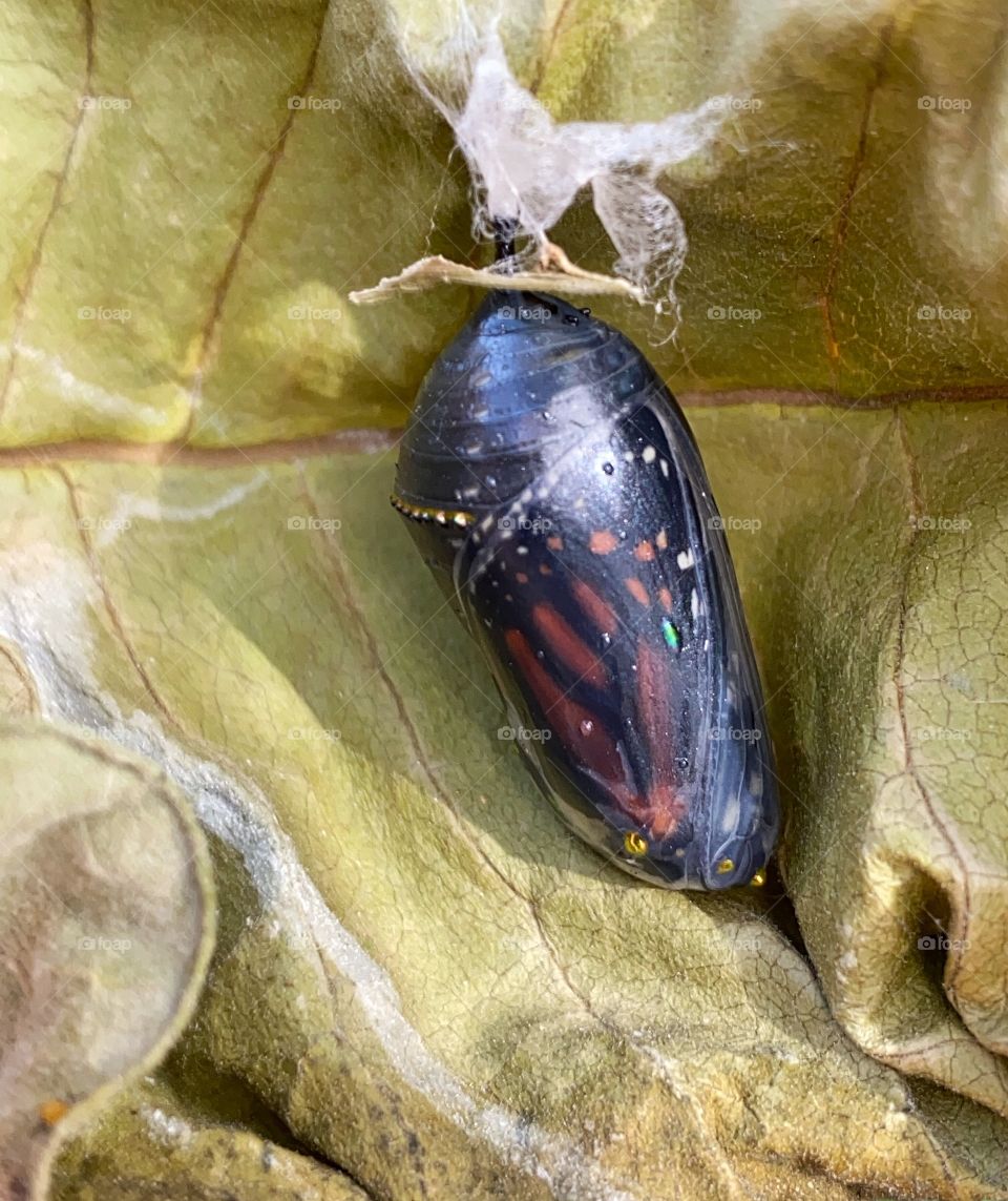 Monarch butterfly almost ready to emerge 