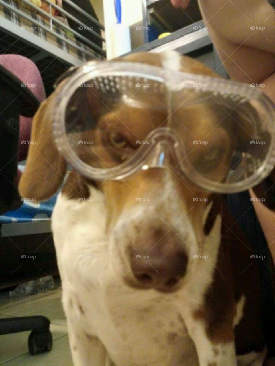 Science Beagle