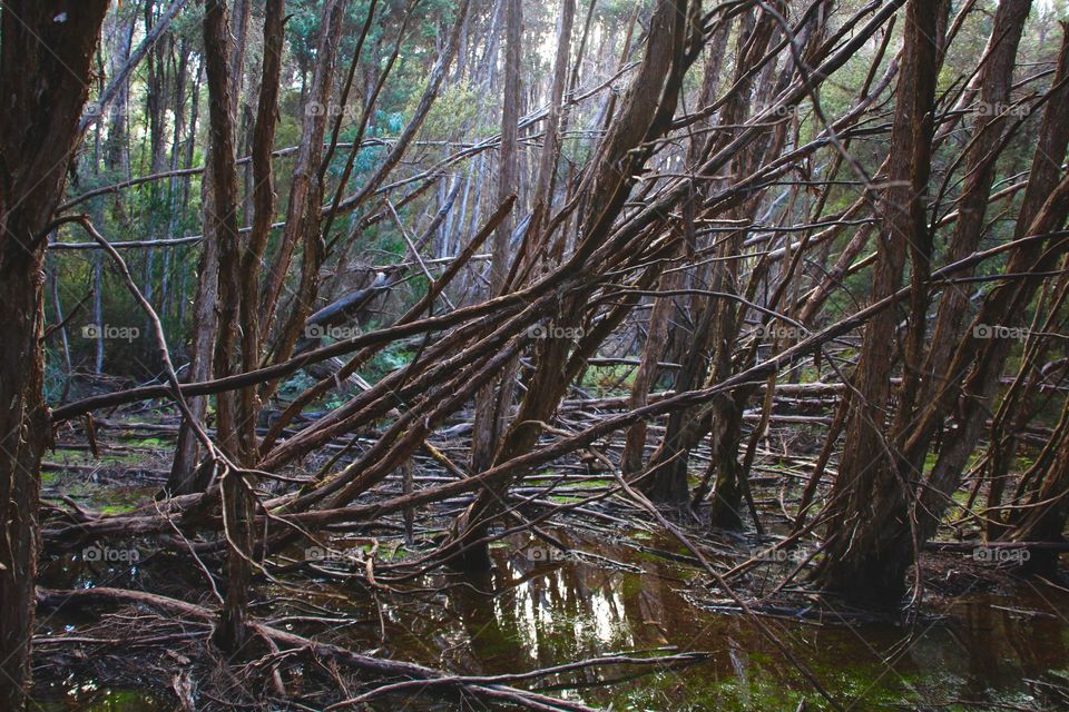 Murky swamp forest @ Tasmania Australia
