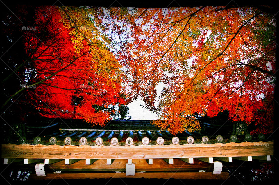 autumn japan kyoto momiji by kyleyates