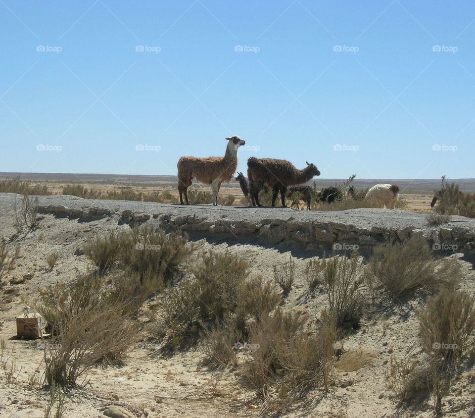 herd of guanaco pasturing in the plateau