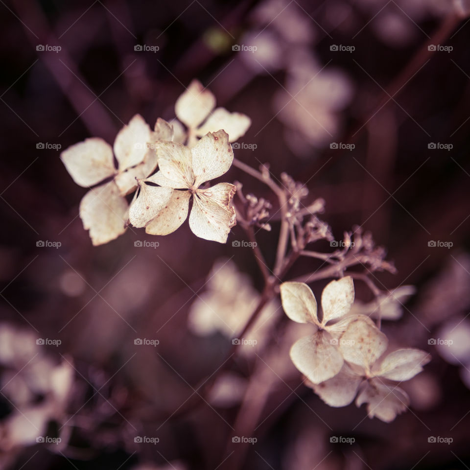 Spring flowers in London