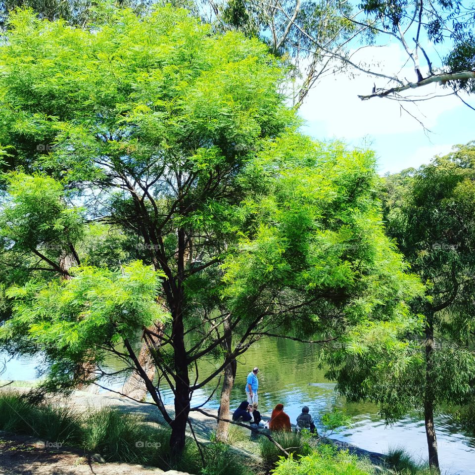Tree, Landscape, Nature, Wood, Park