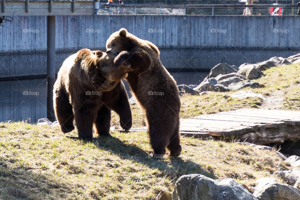 mother brown bear and her cub having a disagreement