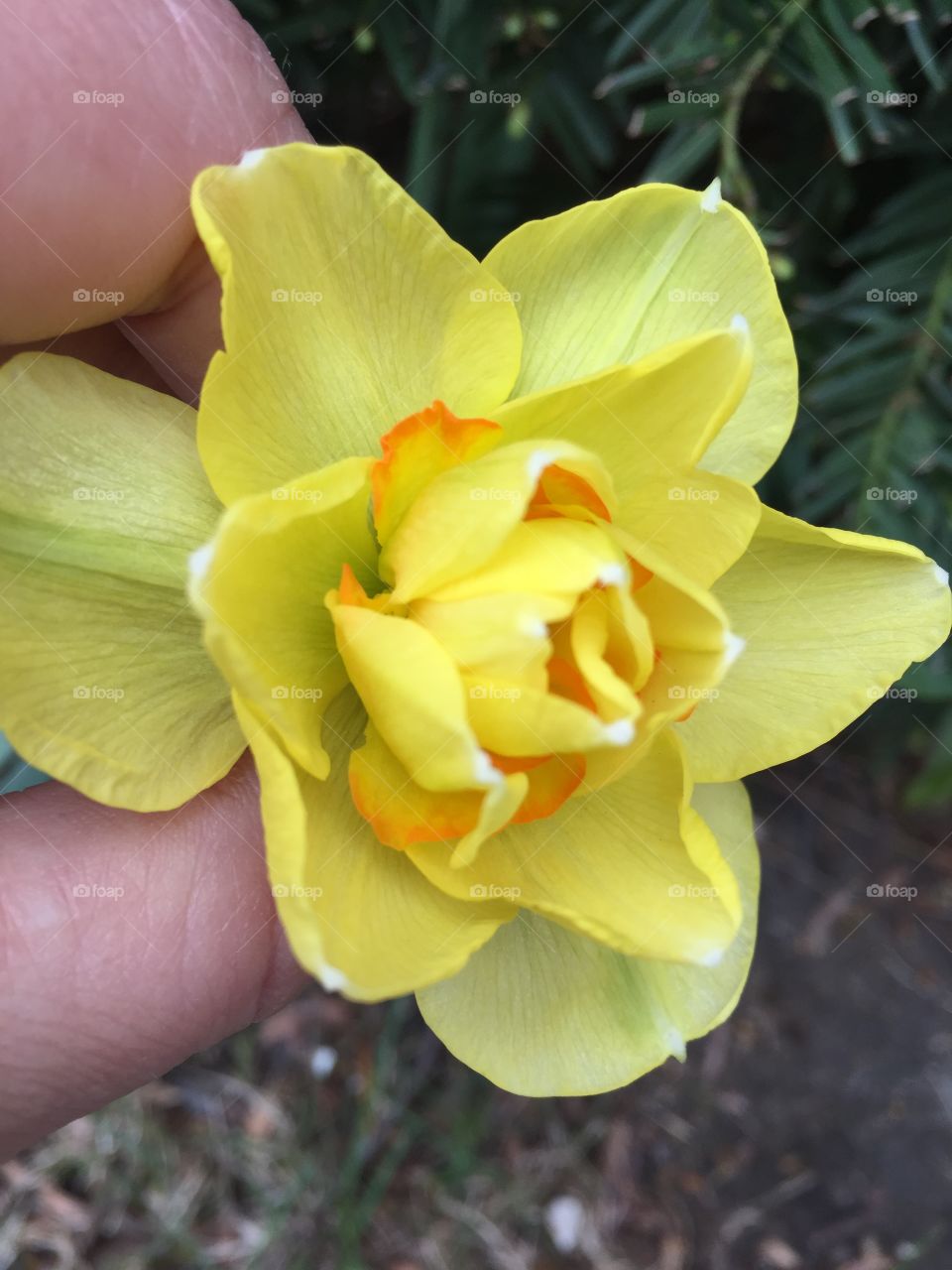 Beautiful yellow and orange flower 