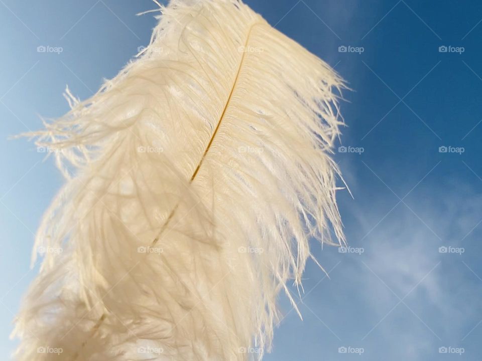 Feather 