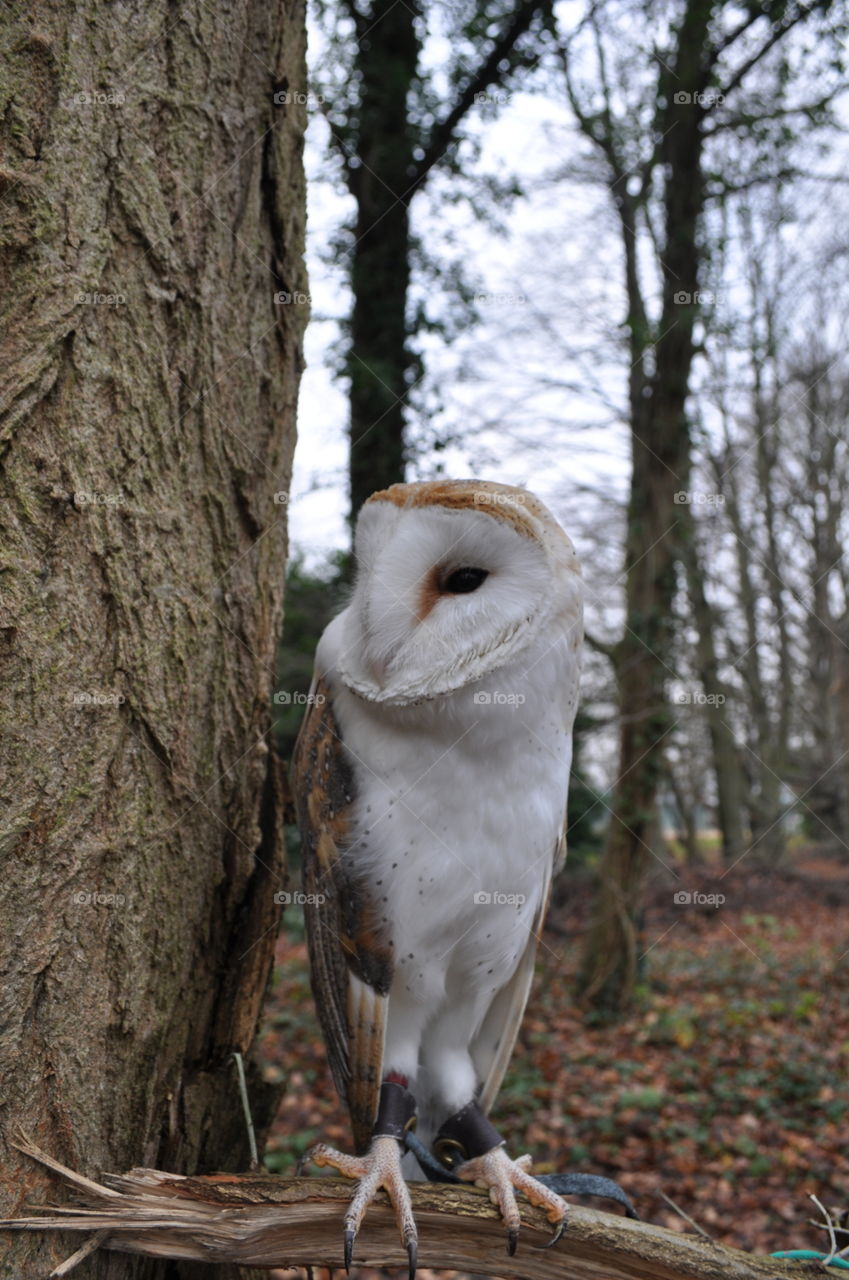 Barn owl in a tree