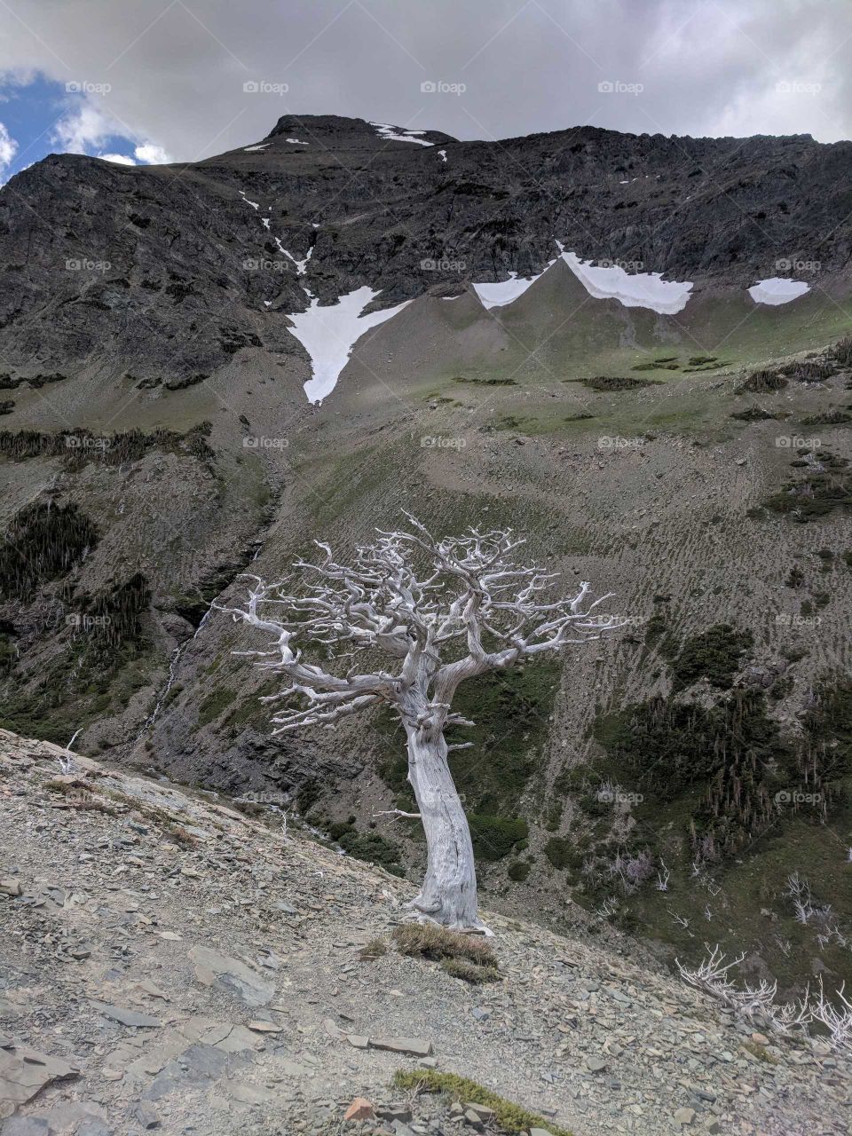 Ghostly, Dead, Solo Tree on Scenic Point Hiking Trail in Glacier National Park in Montana