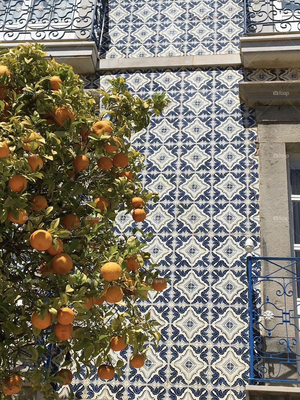 Oranges on tree before azulejo