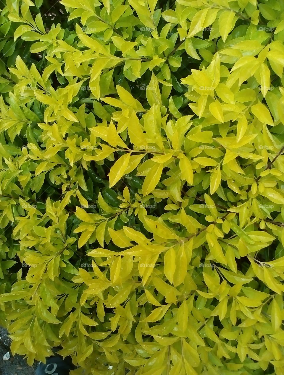 yellow mixed green leaves