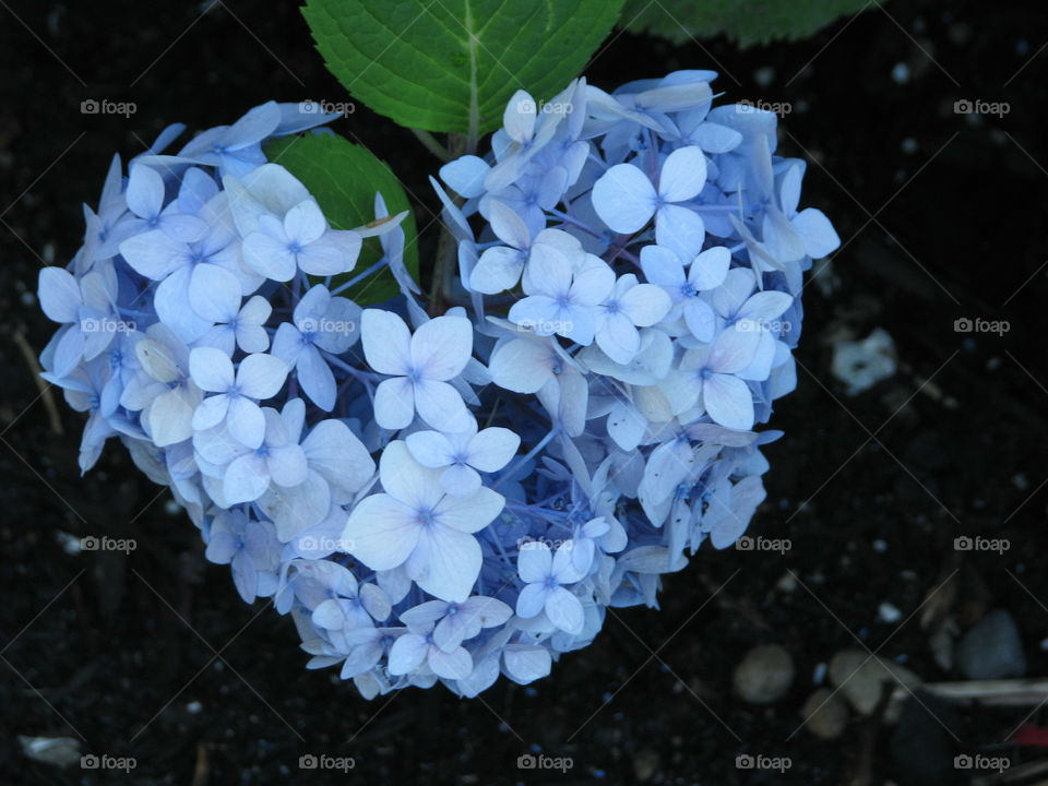 Blue Hydrangea Heart Shaped