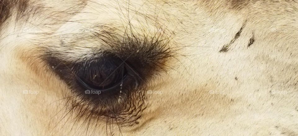 Camel's eye.