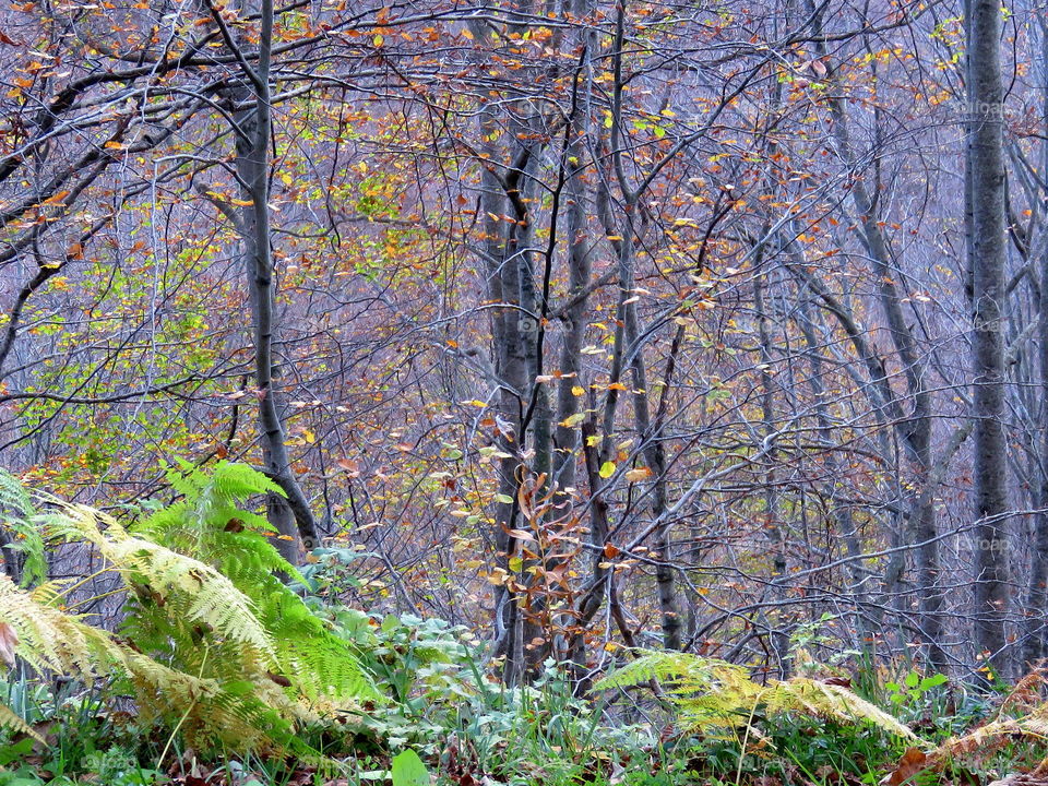 autumn leaves with small trunks and rocks