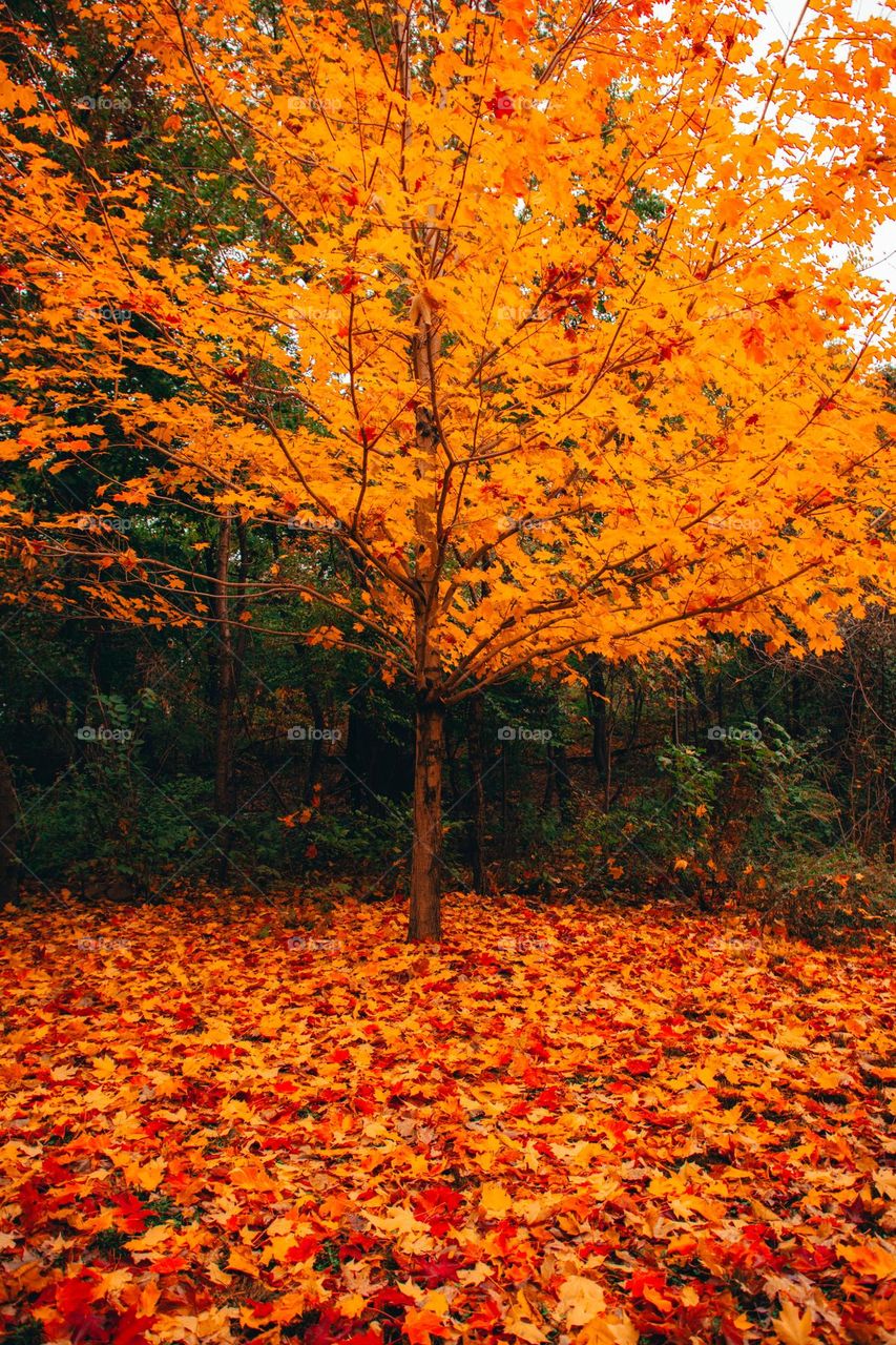 Beautiful maple leaves return to their roots in winter
