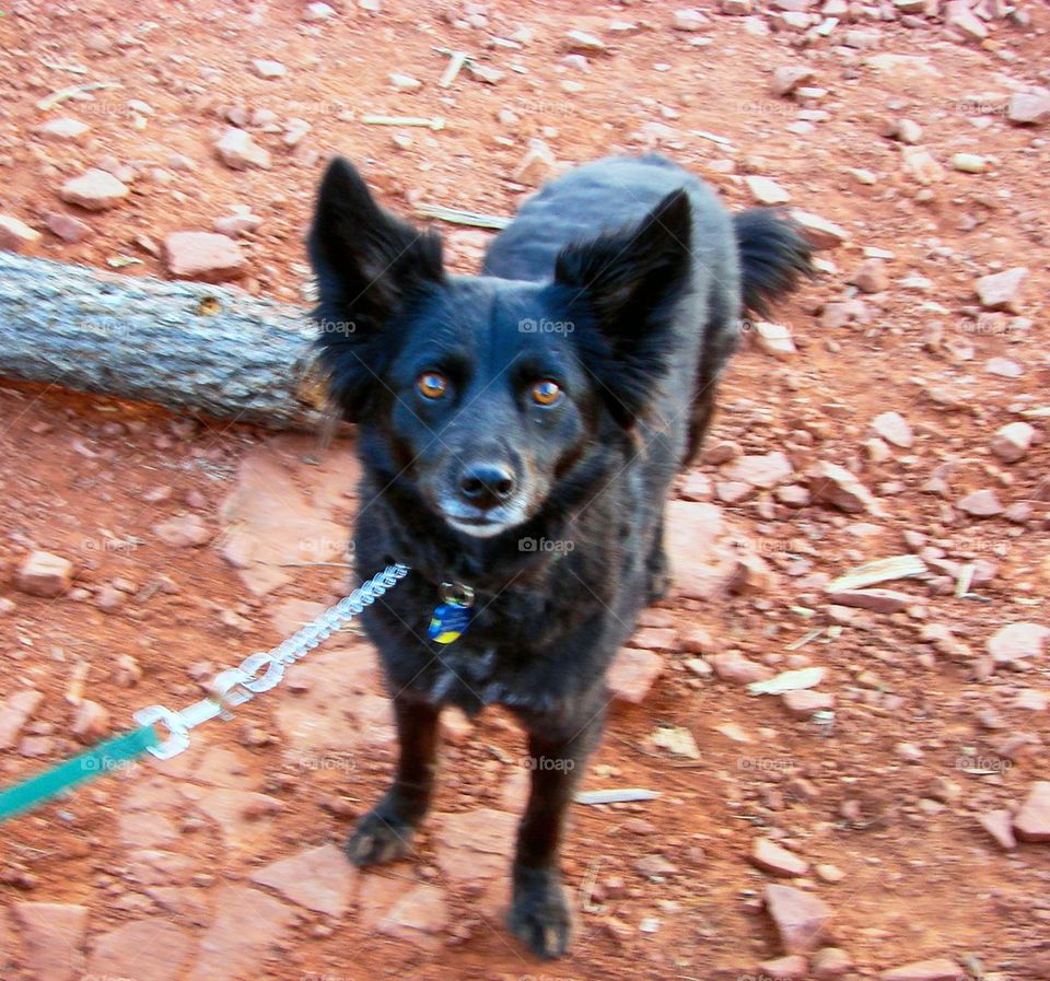 Dog in the desert 