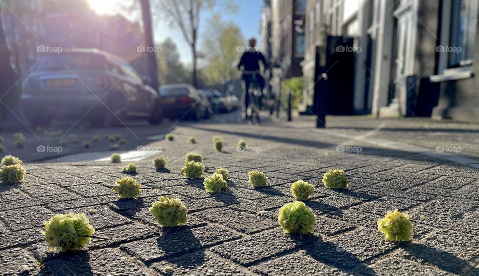 Spring in Amsterdam 