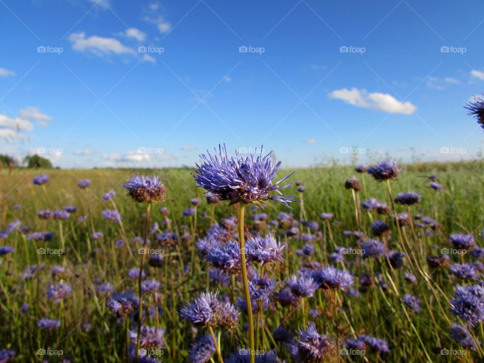 Blooming meadow