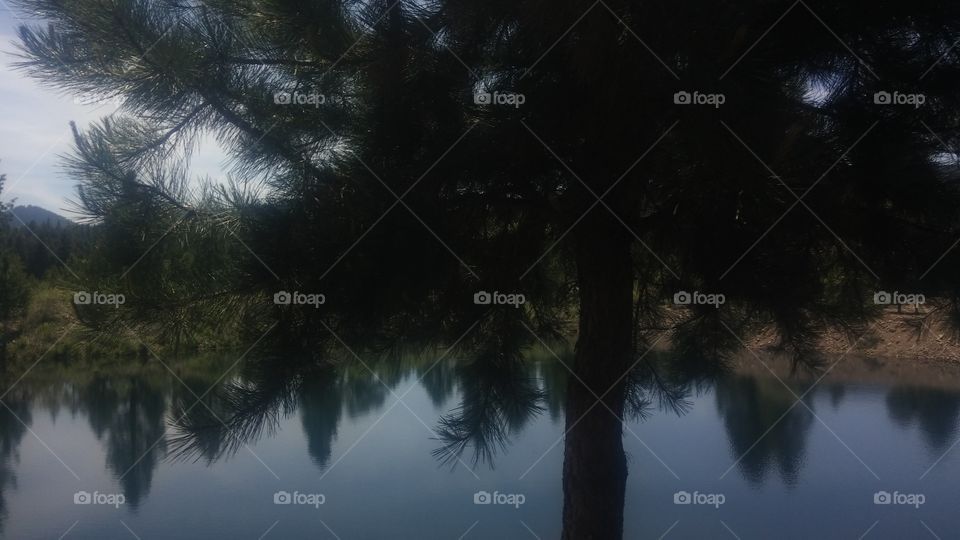 No Person, Tree, Landscape, Fog, Water