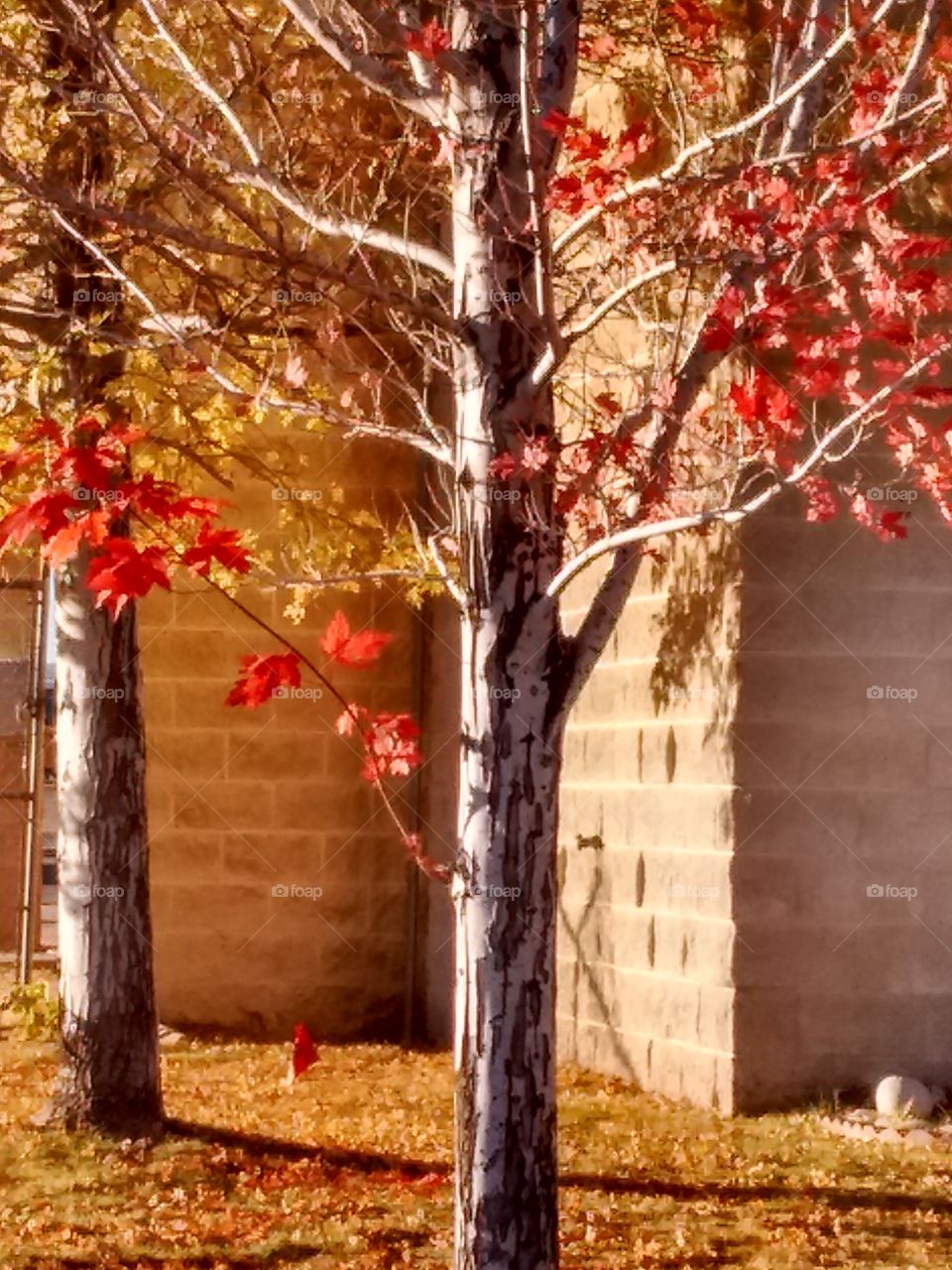 fall leaves and wall