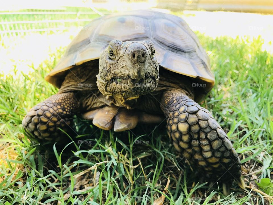 A pose for the photographer 