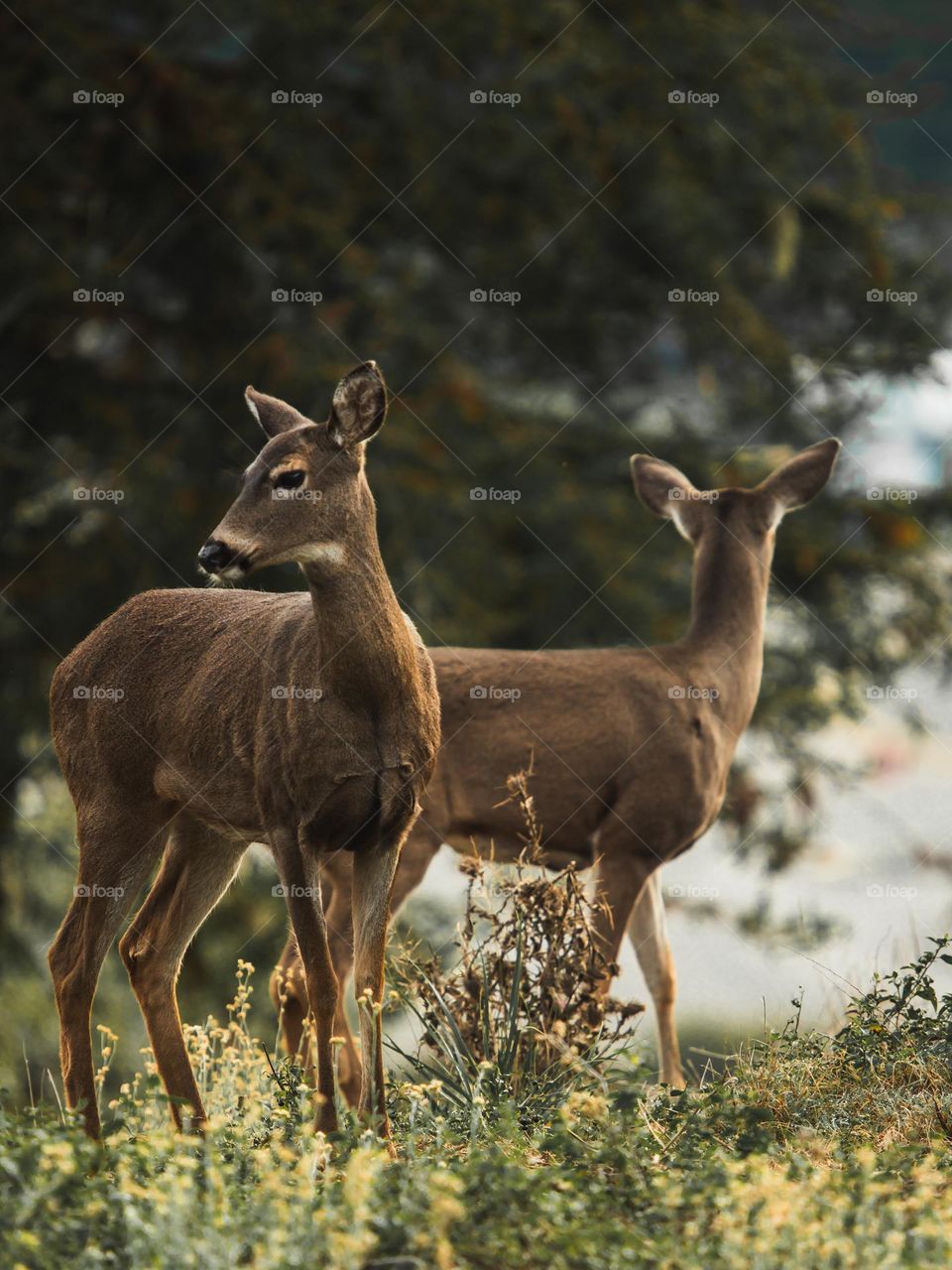Two Blacktail doe, making a mirror reflection.