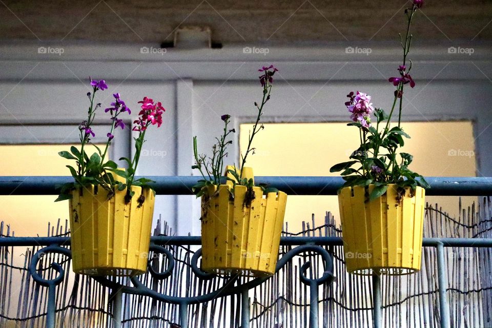 Yellow flowers pots in a balcony 