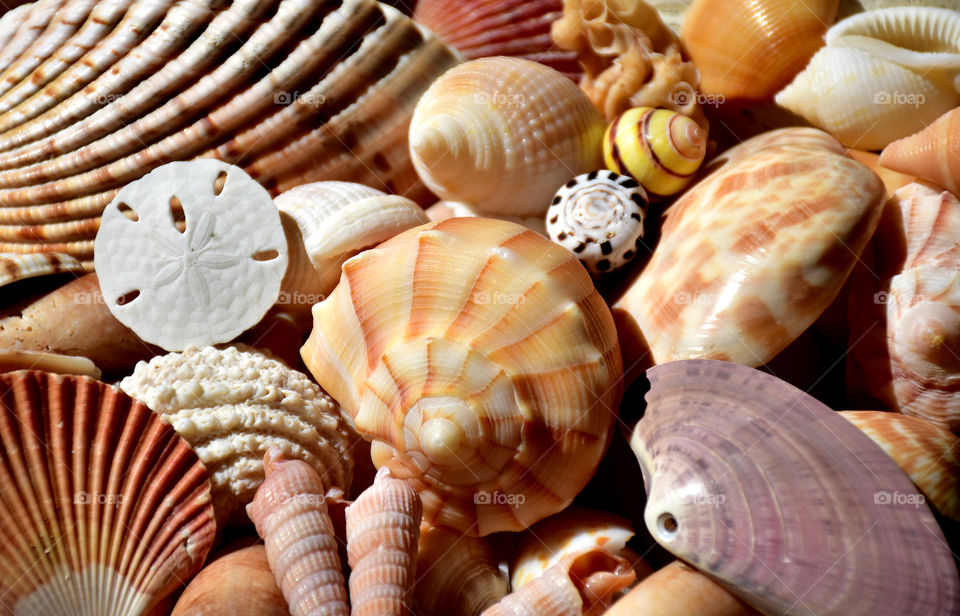 Shells