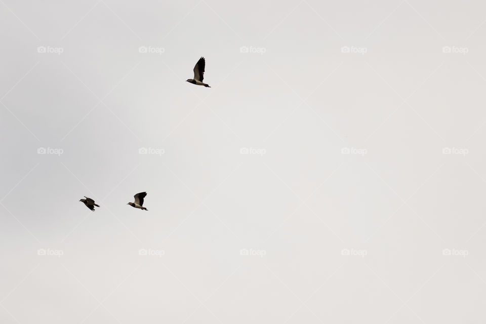 Birds flying in the white sky in the afternoon