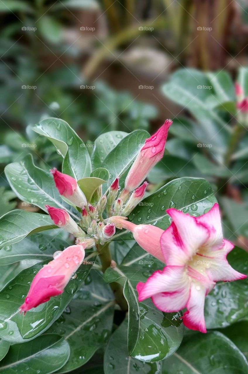 Adenium obesum is a poisonous species of flowering plant belonging to tribe Nerieae of subfamily Apocynoideae of the dogbane family, Apocynaceae