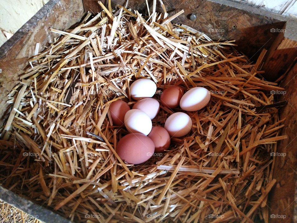 Farm Fresh Egg Bounty