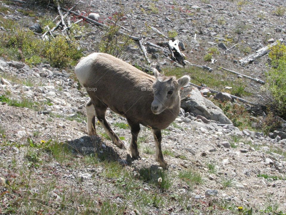 Baby mountain goat on a cliff 