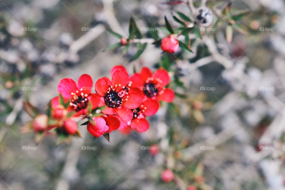 Red Flowers 