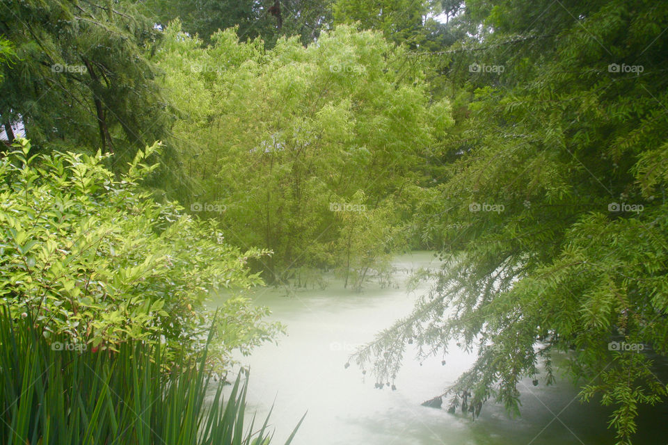 Louisiana Bog