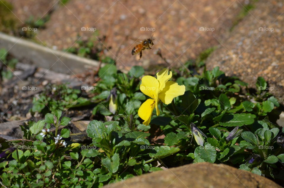 wasp in flight