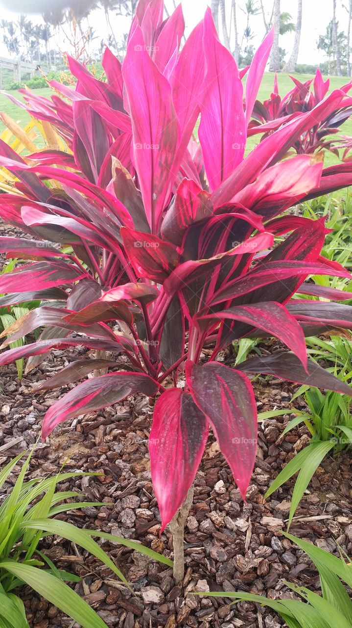 Beautiful Red Burgundy Flower Plant